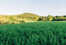 blog-10